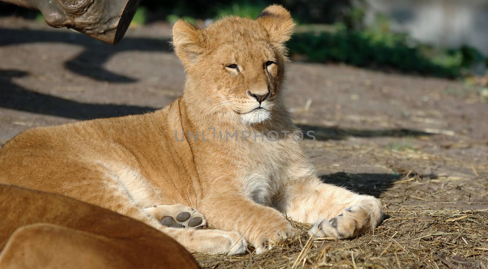 Small baby lion resting in the sun