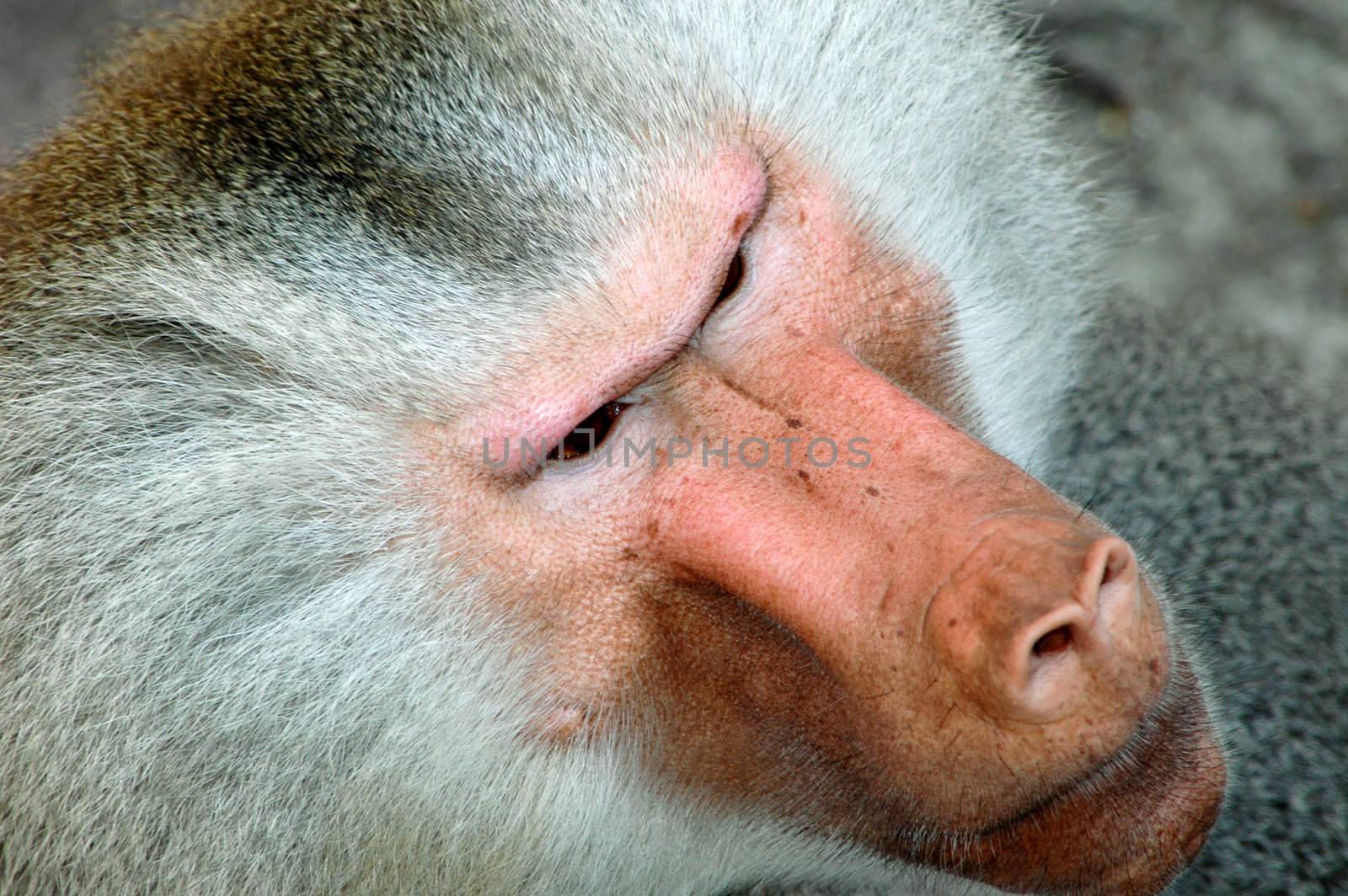 Face of a baboon. The baboon is looking very angry.