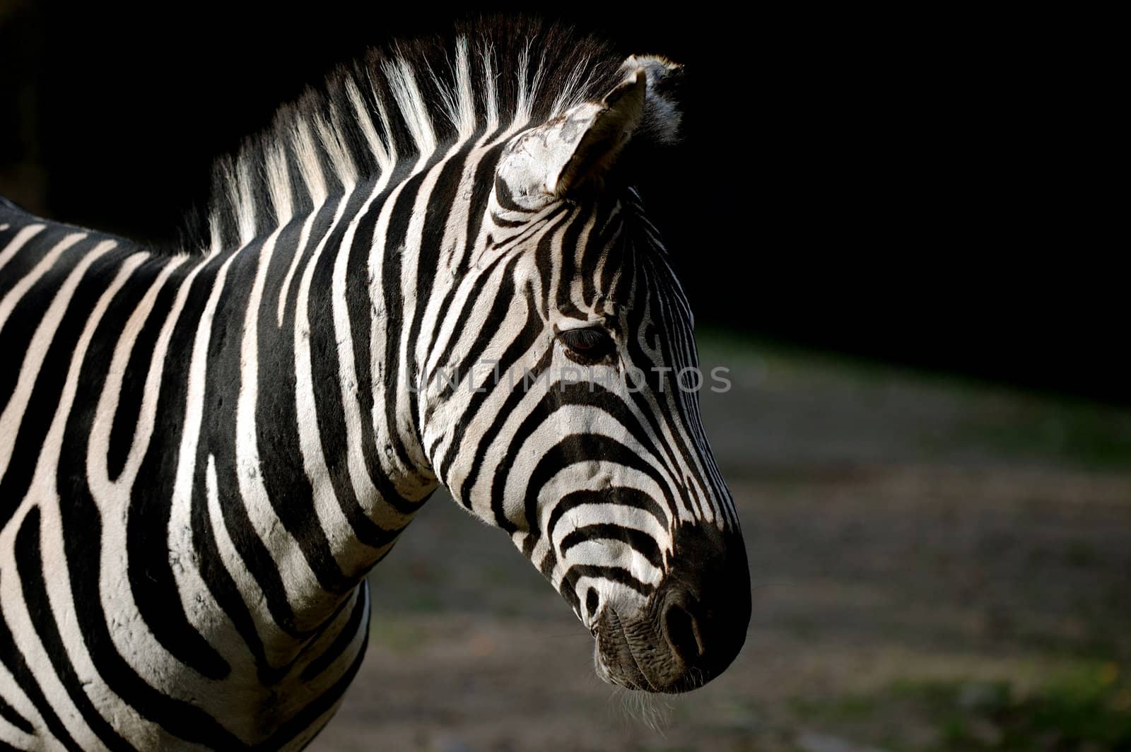 Zebra is standing in the sun.