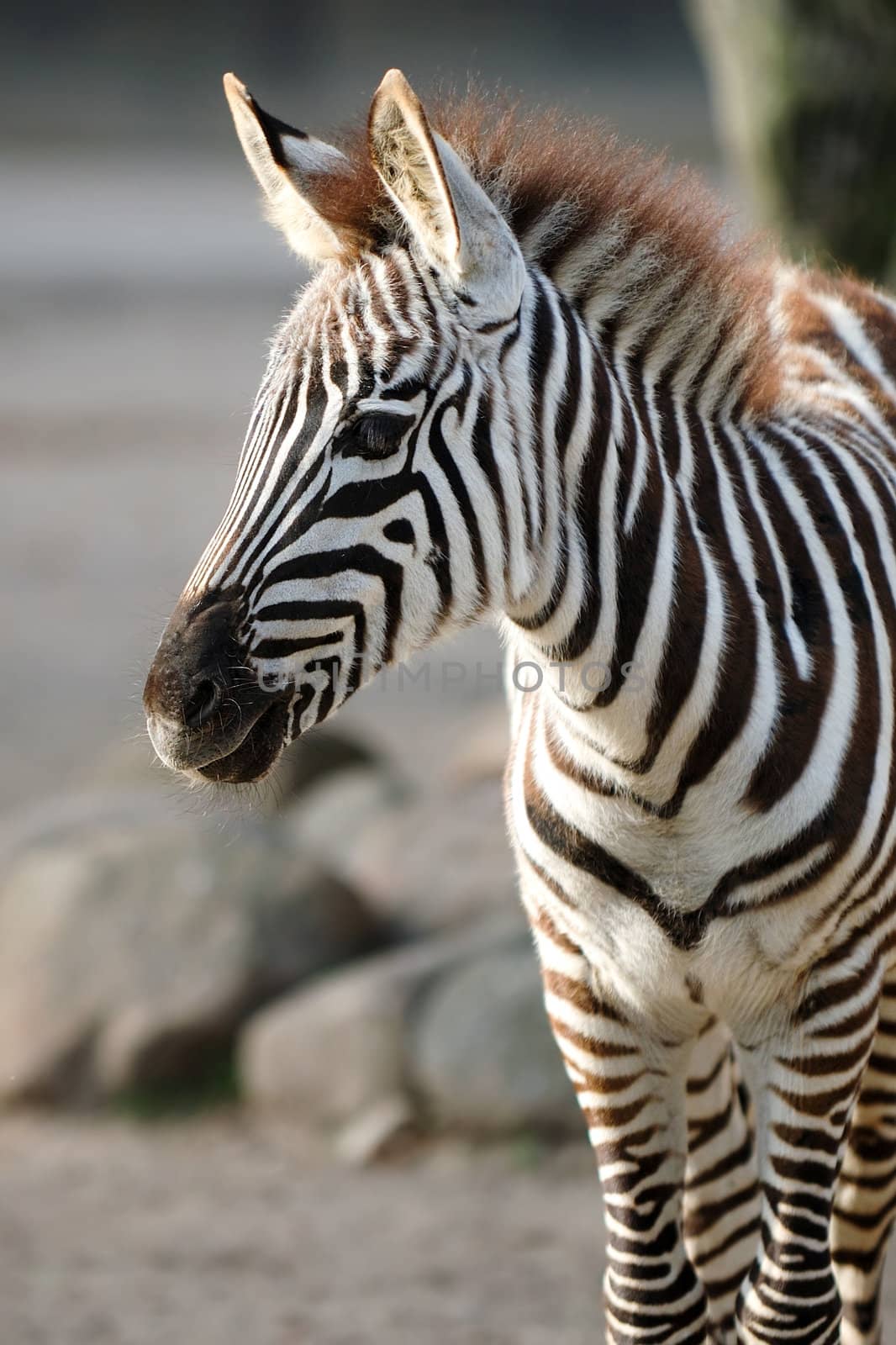 Young zebra by cfoto