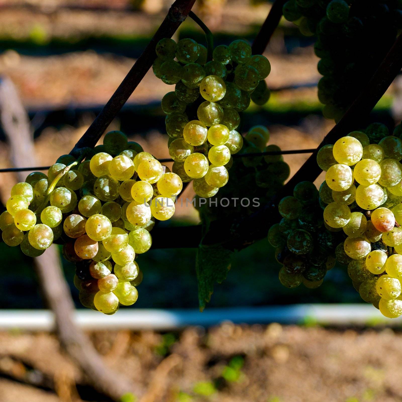 Truro Vineyards of Cape Cod, Massachusettes