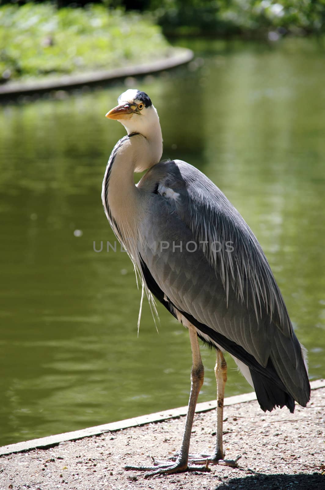 Heron by the river