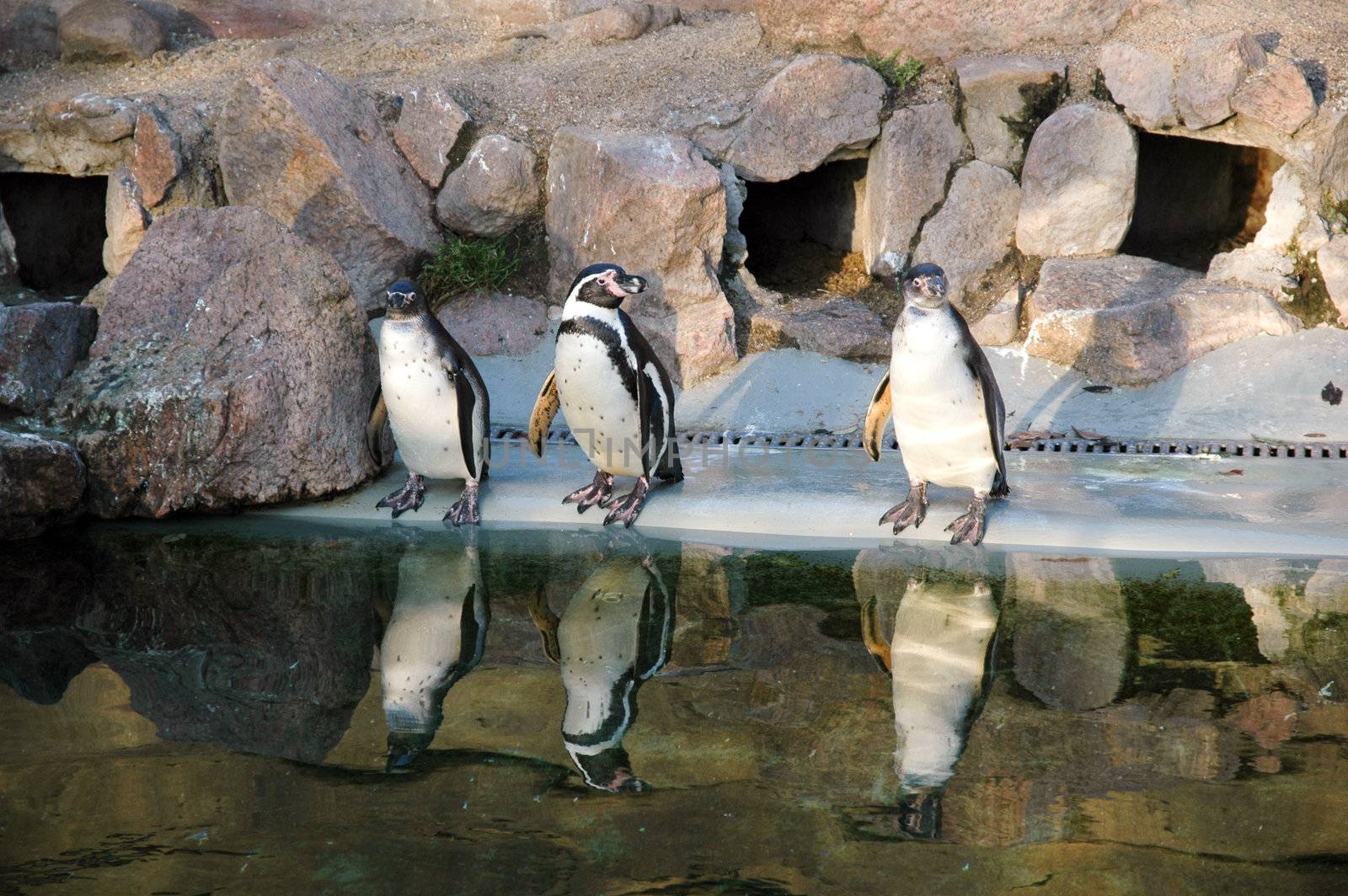 Pinguins and reflection in the water