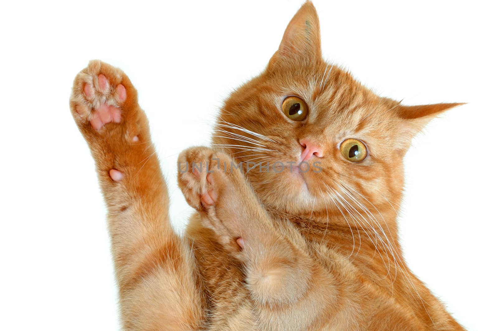 Cat on a glass table