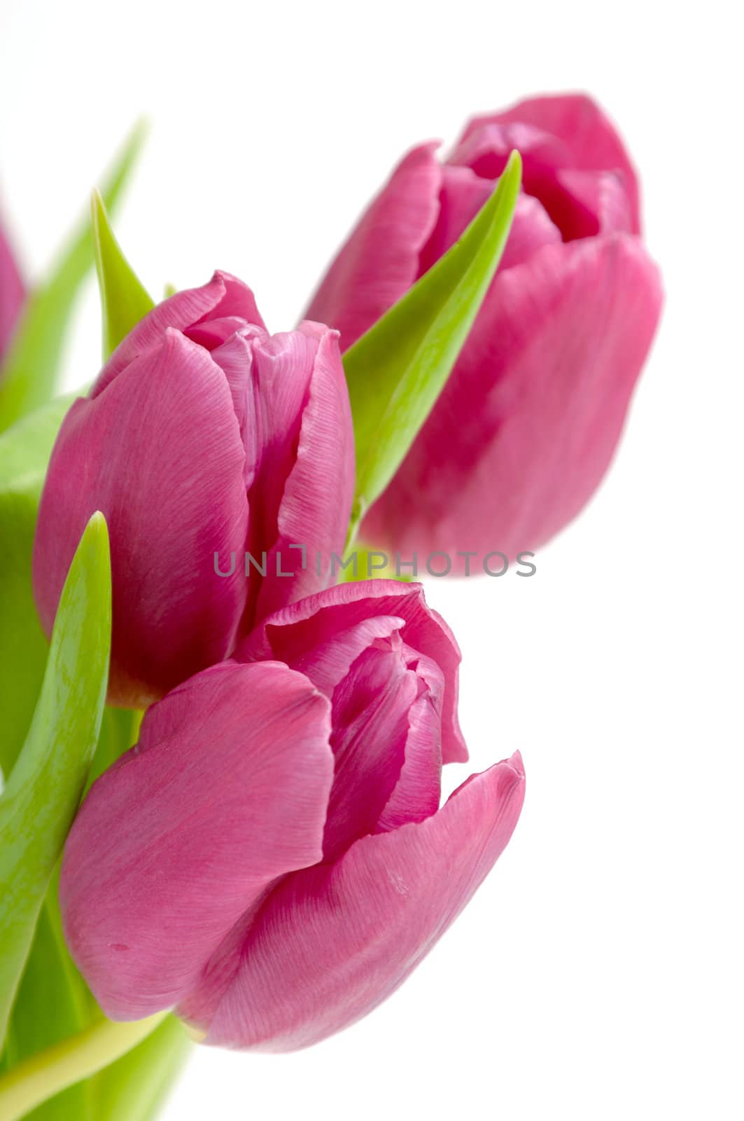 Tree pink tulips on clean white background. Focus on front tulip.