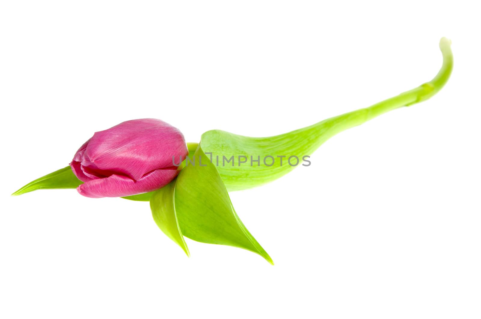 Pink tulip on clean white background