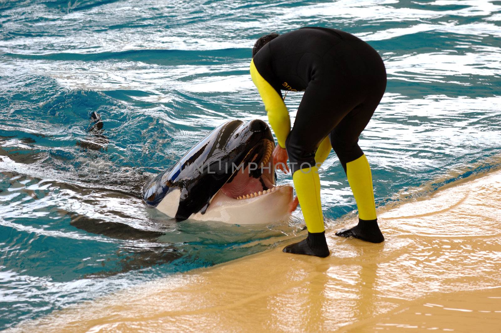 Man and killer whale by the water.