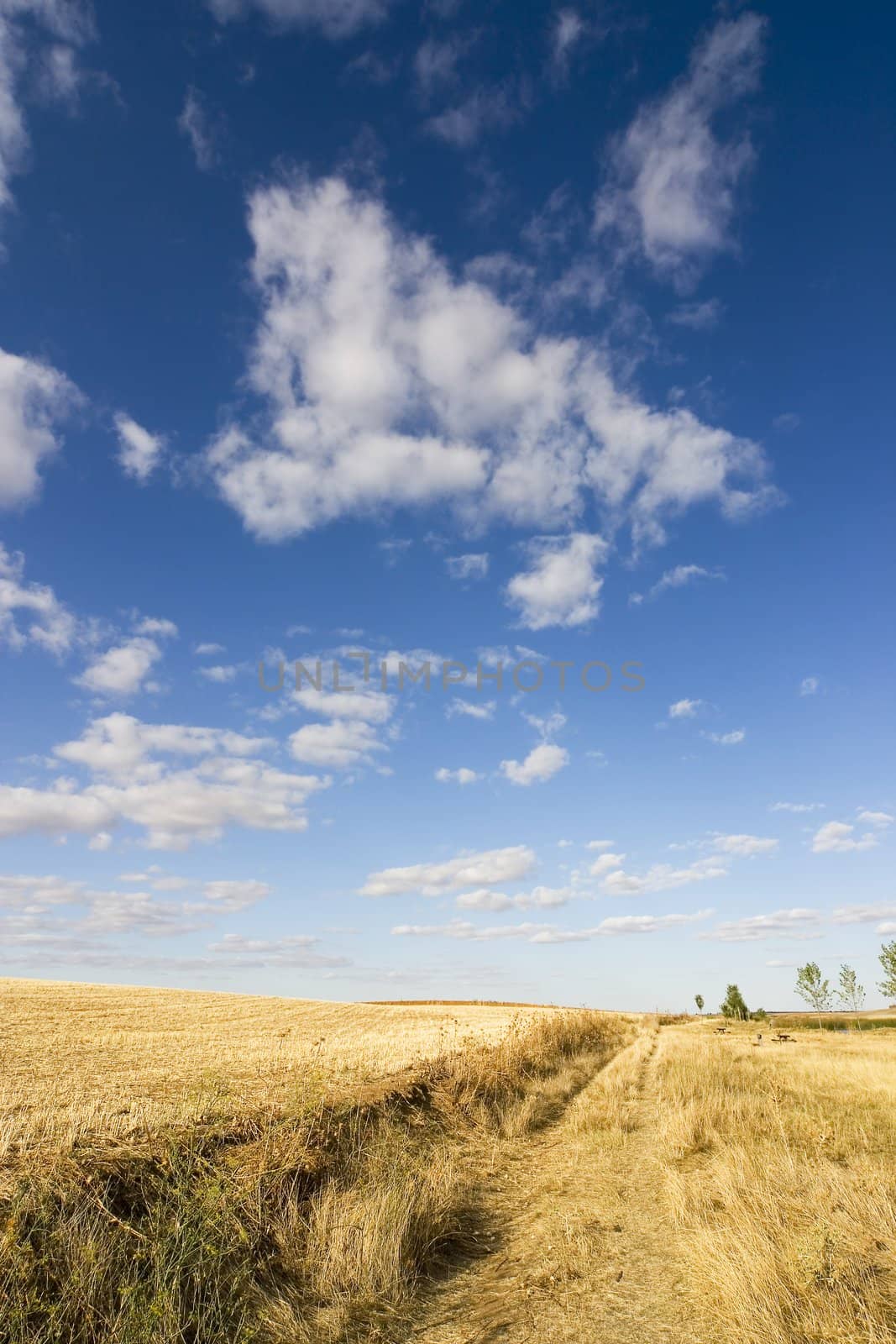 harvested wheat in a yellow field with a blue sky in the background