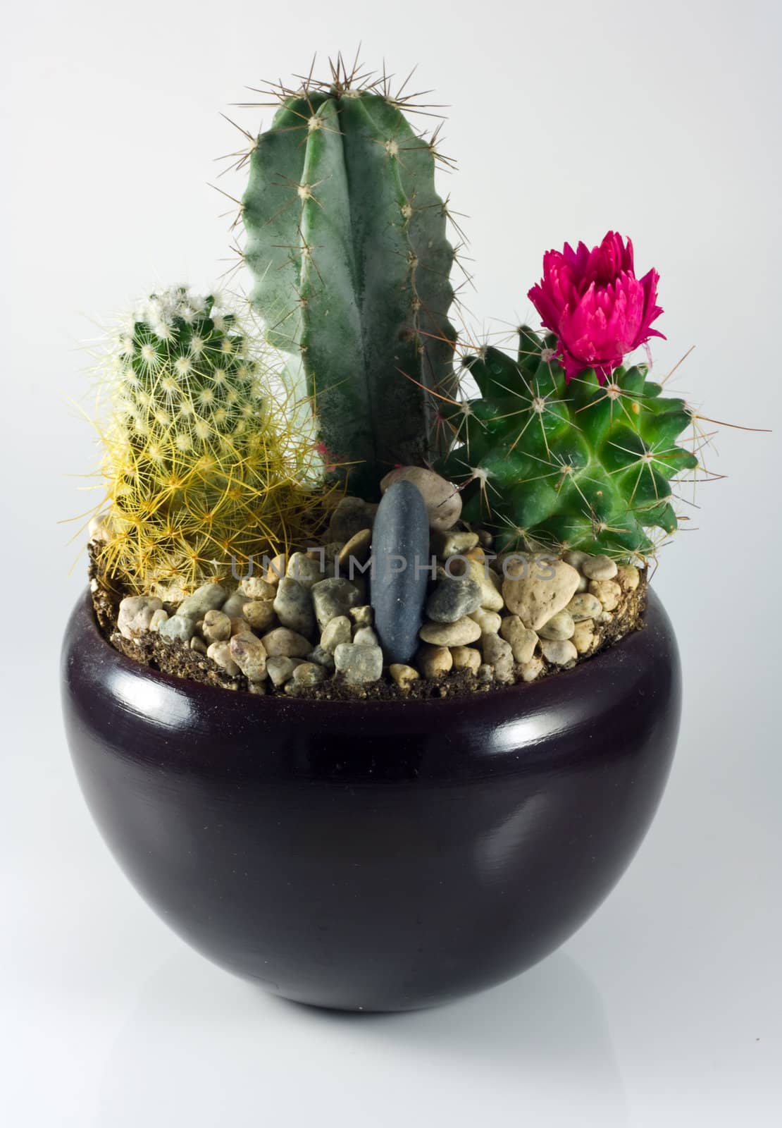 decorative cactus  by toliknik