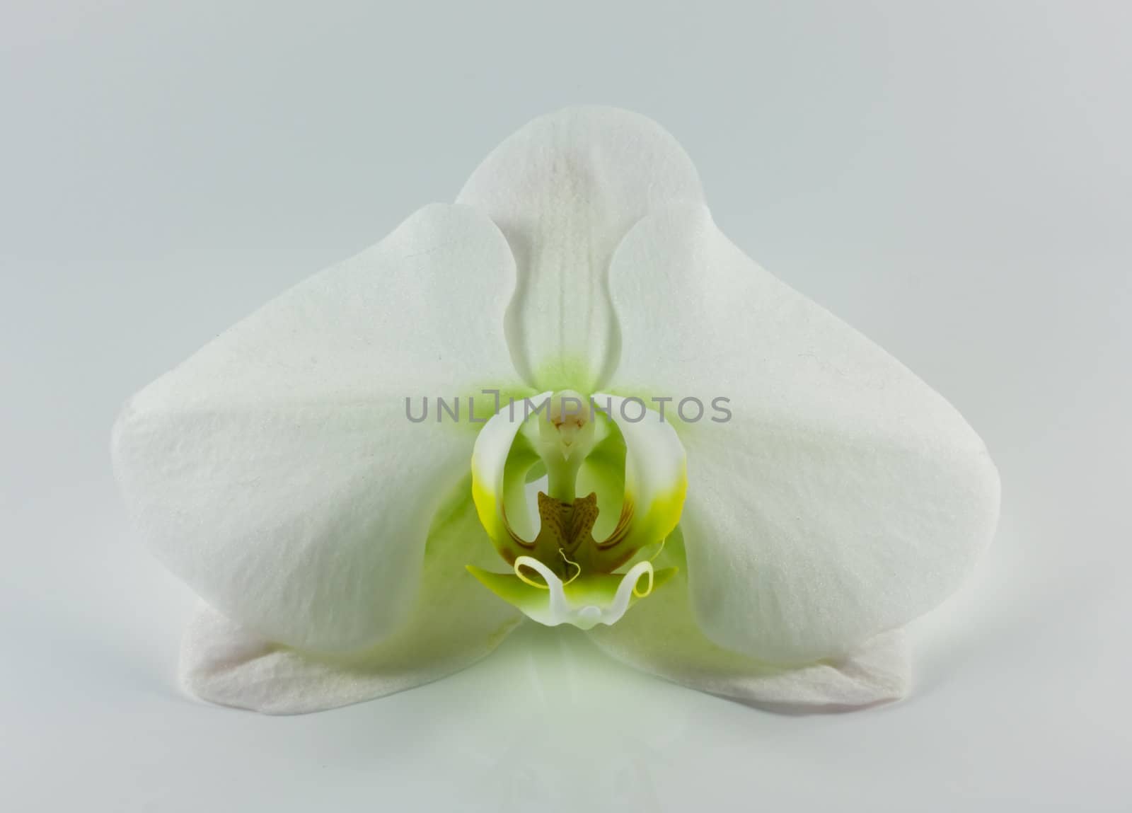 exotic white flower  by toliknik