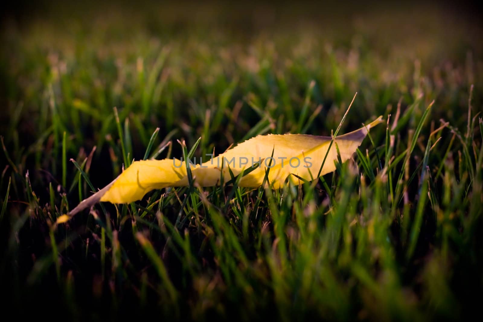 yellow leaf  by toliknik
