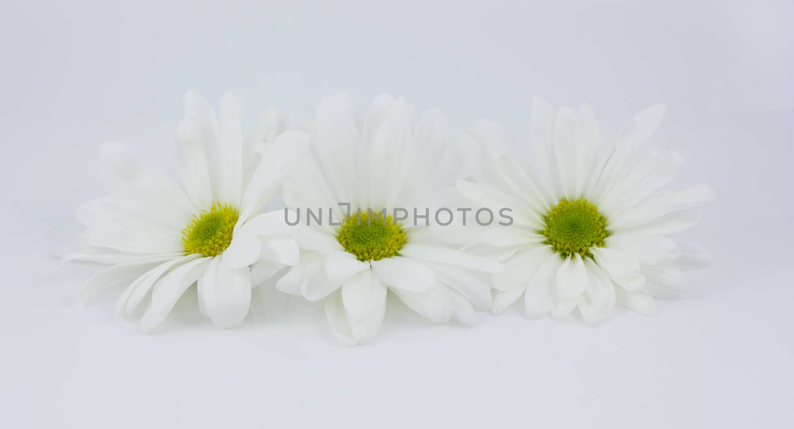 Three white flowers in the row
