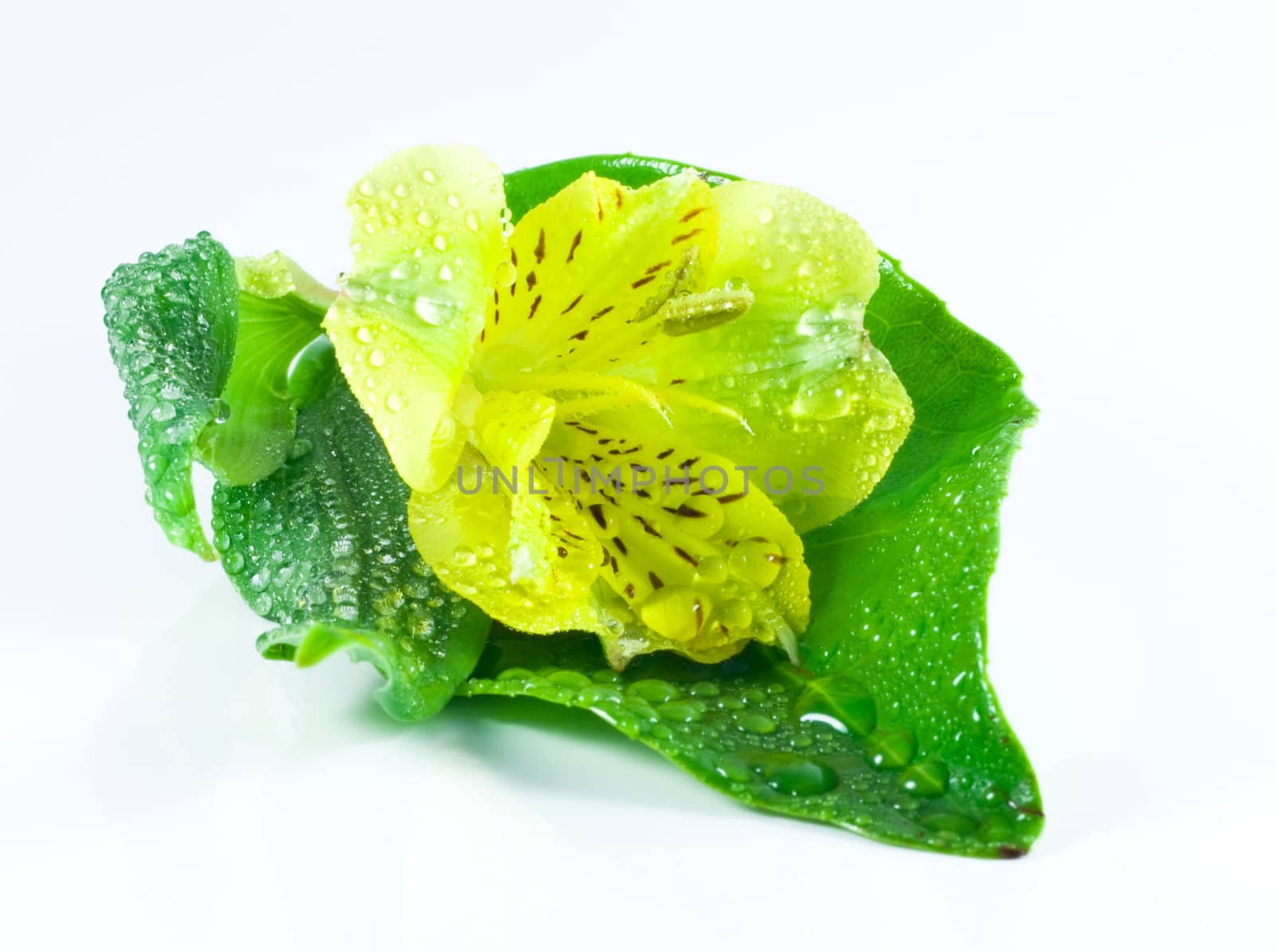 yellow flower on a green leaf
