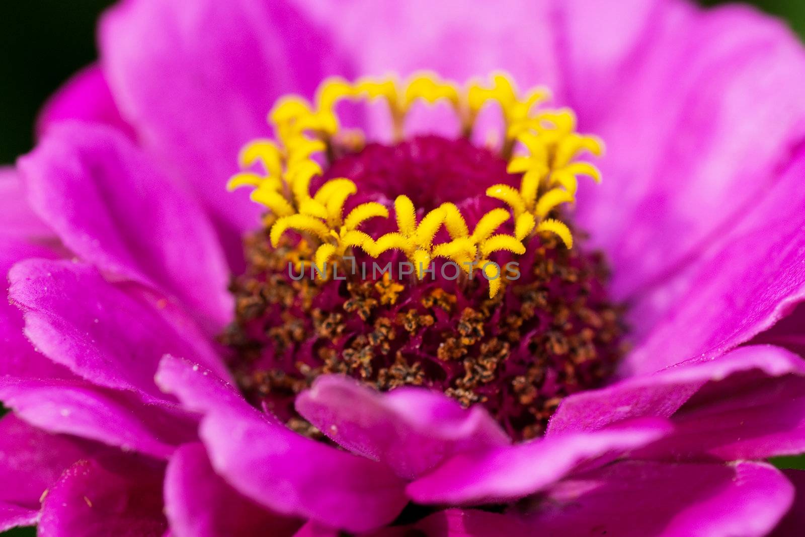 Macro view of petal of flower.