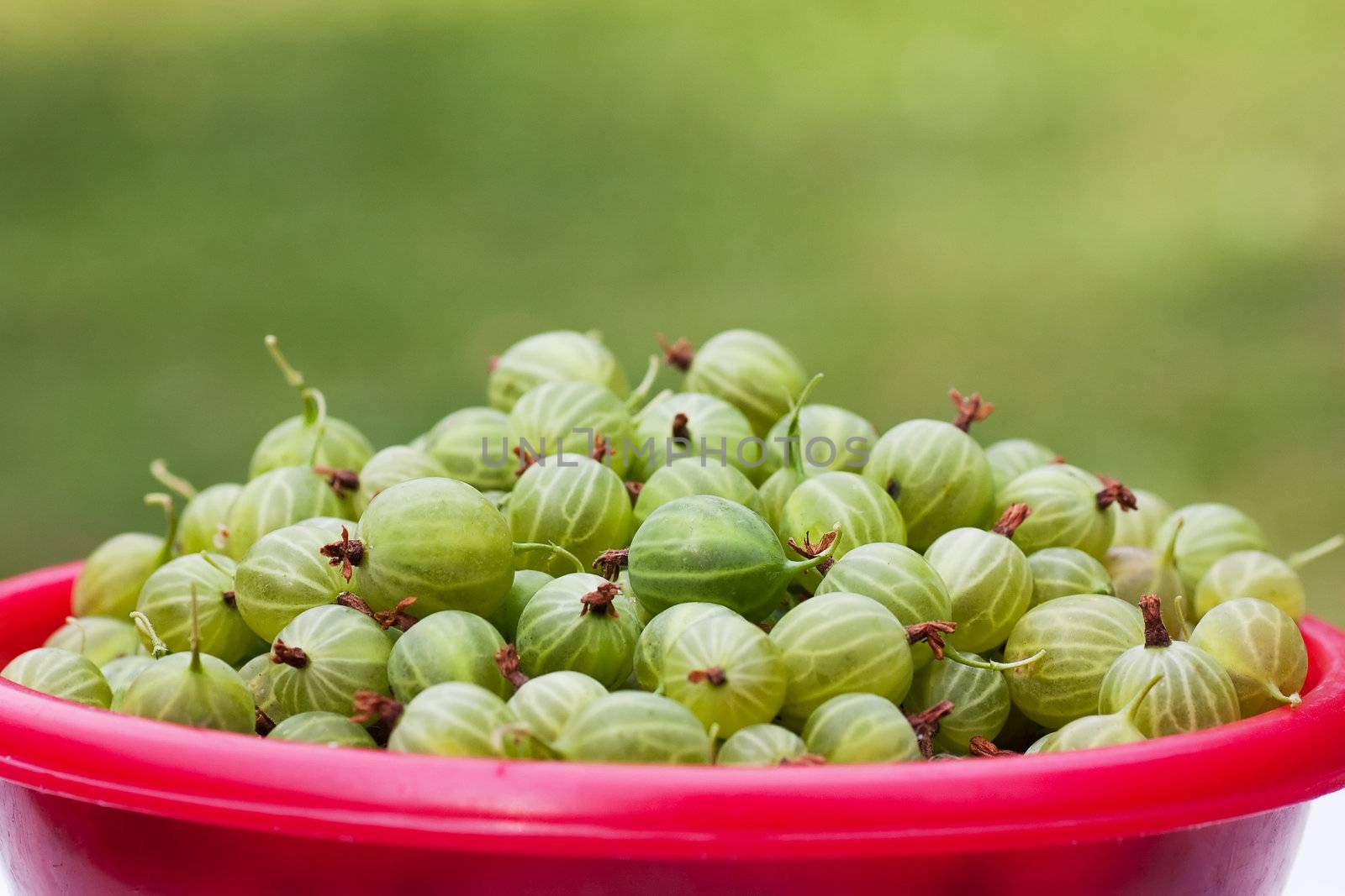 Gooseberries by AGorohov