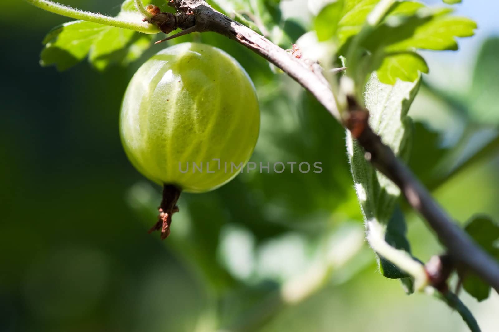 Gooseberry on the branch ripening in the summer sun