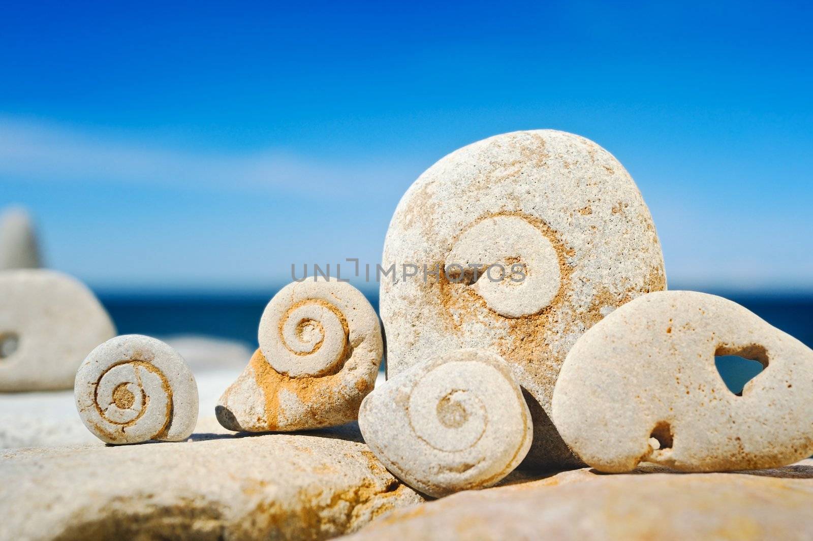 Sea pebble with the hardened spirals on a beach at midday