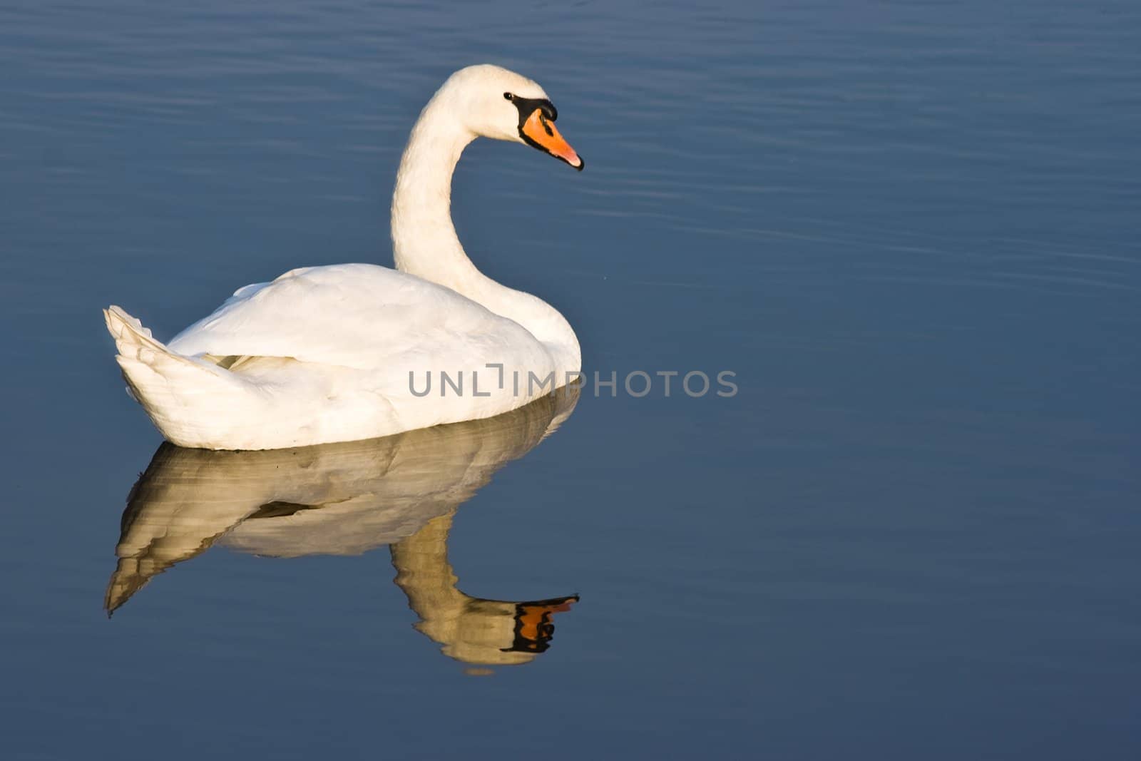 Swan with reflection on cold sunny winterday