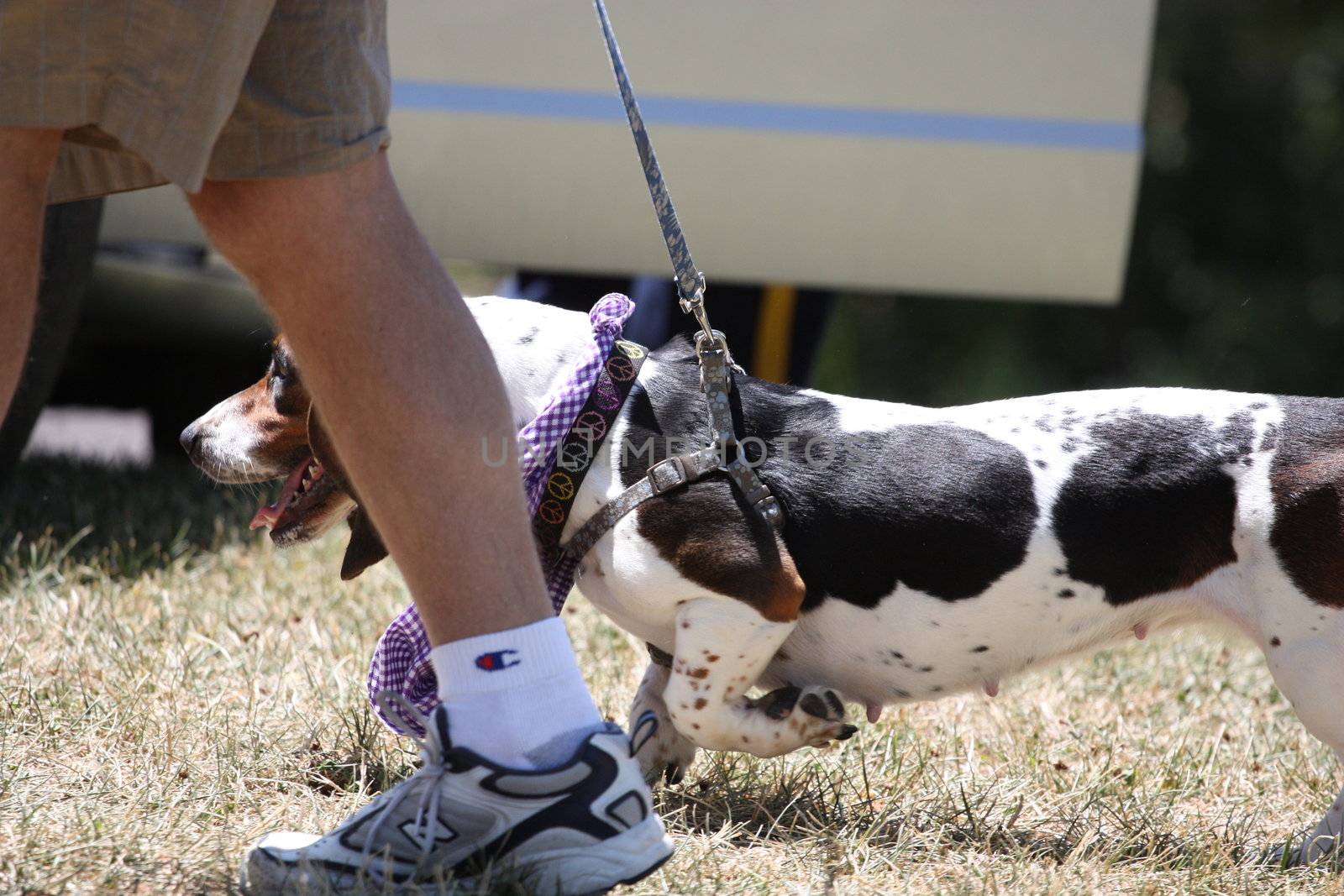 Close up of a Basset Hound.