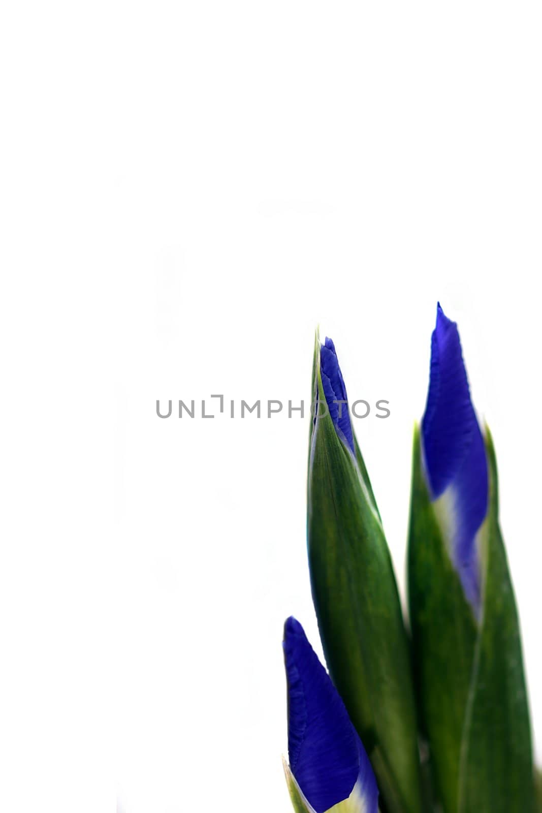 Blue and green Iris isolated on white background.
