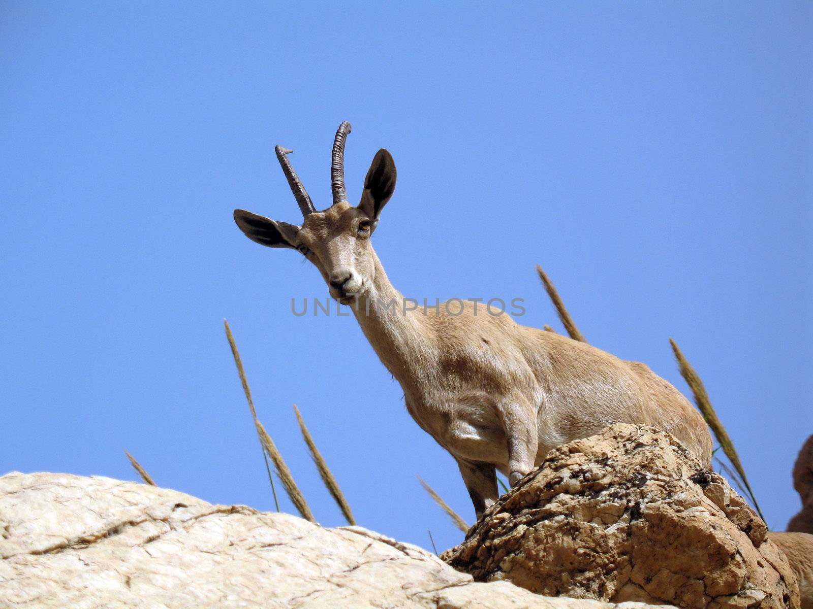 Mountain goat on a cliff against the sky