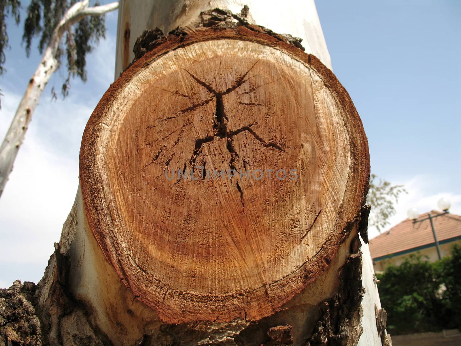 Close-up view of tree rings showing the age of the old pine tree