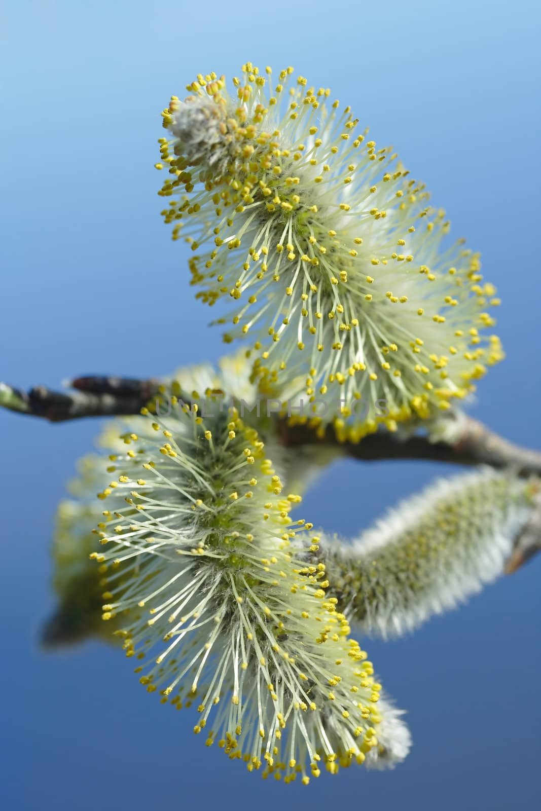 First hairy willow catkins in spring