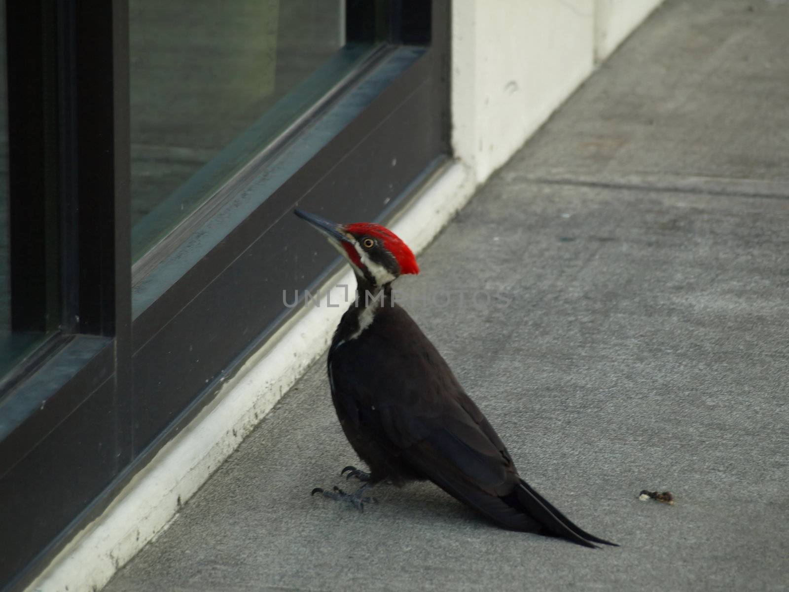 A Pileated Woodpecker takes a peek through a ground floor window.