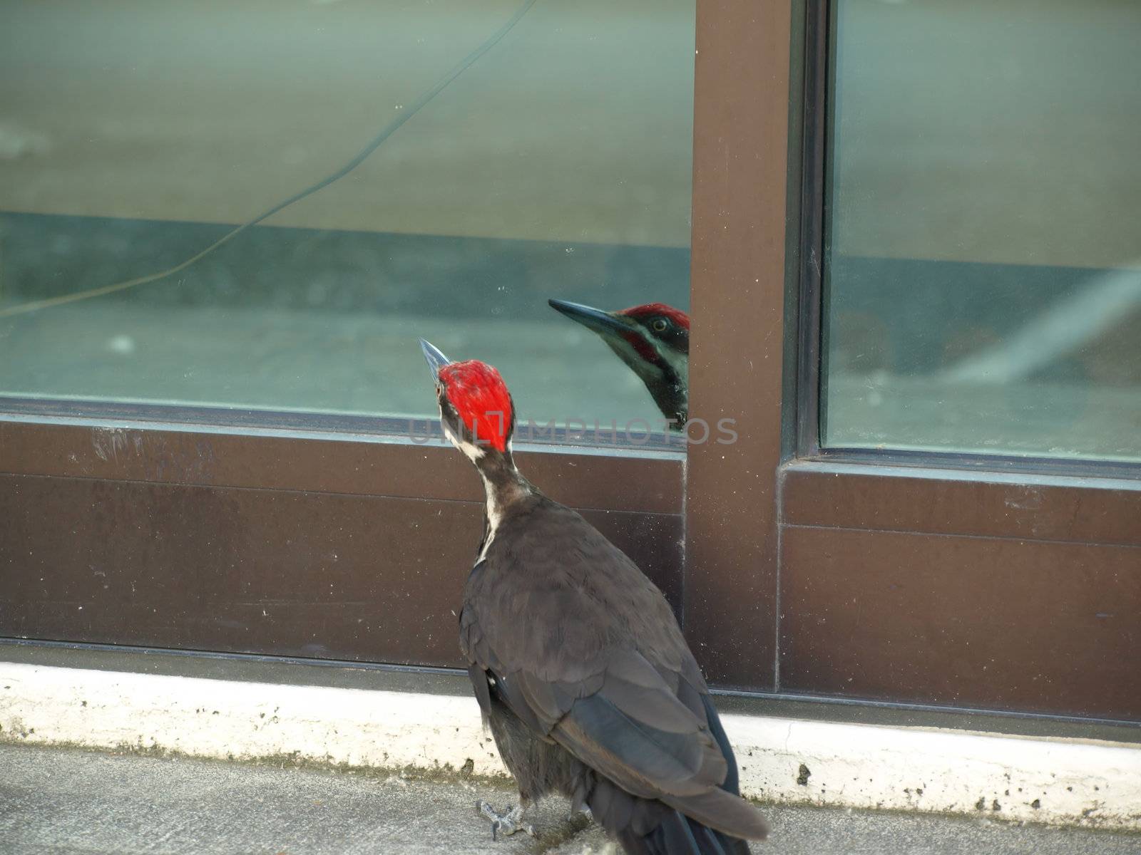 A Pileated Woodpecker takes a peek through a ground floor window.