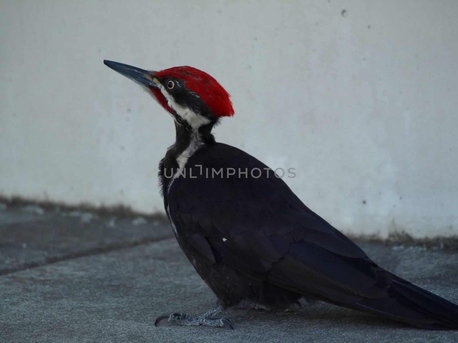 A Pileated Woodpecker standing on the ground looking up