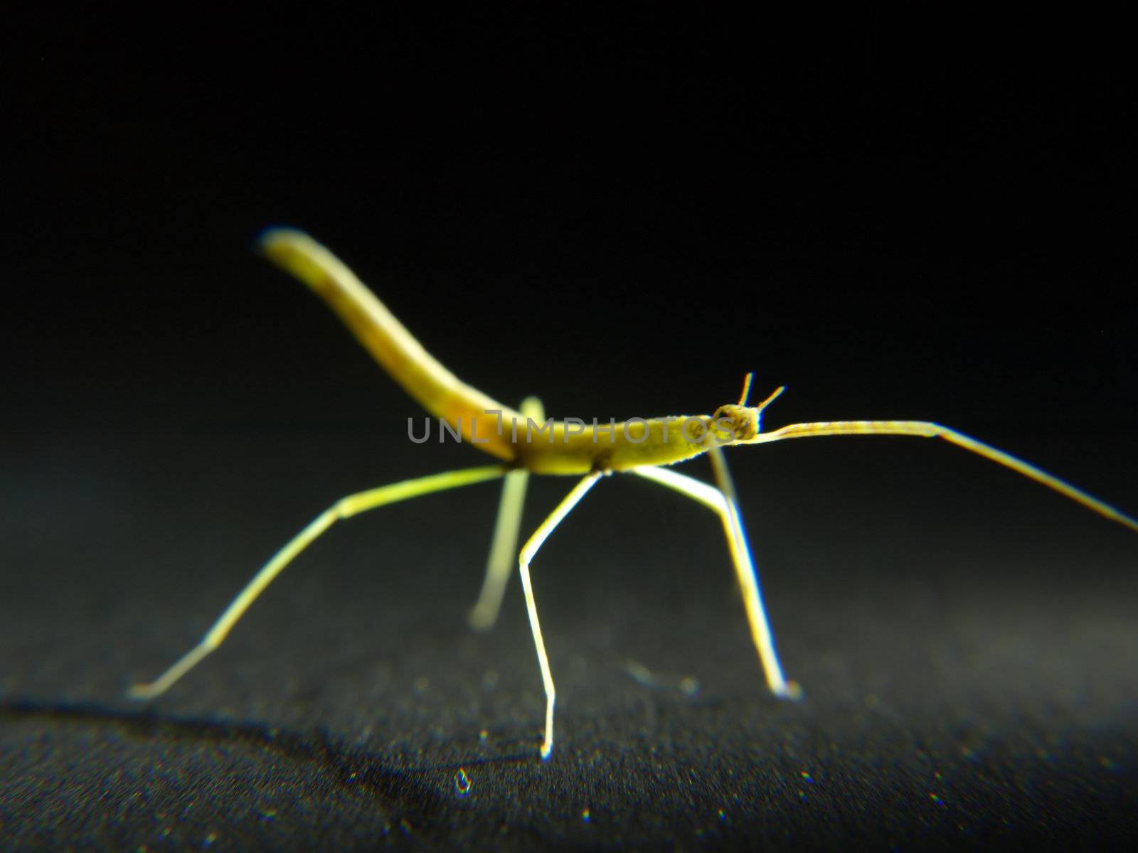 A Phasmatodea Stick Bug or Walking Stick isolated on black