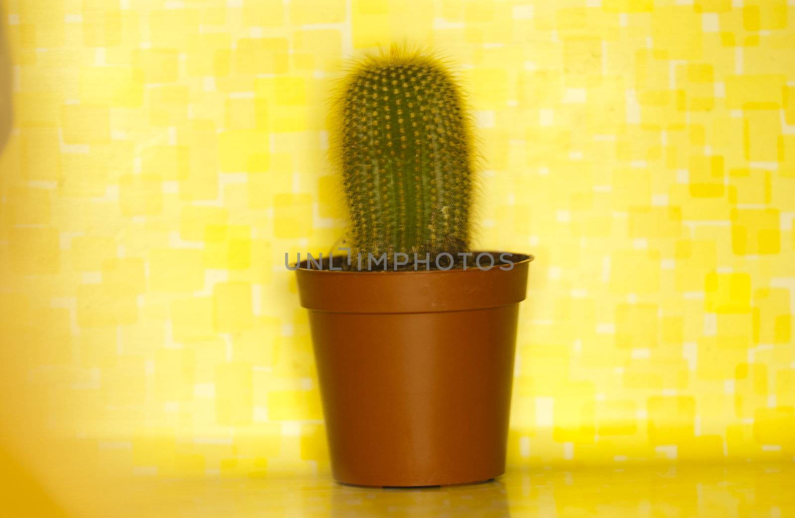 small Cactus in a pot
