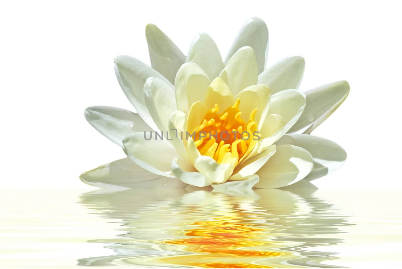 White Lotus flower floating on water by devy