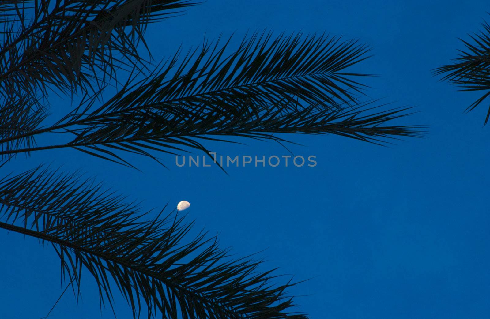 Moon through palm tree leaves