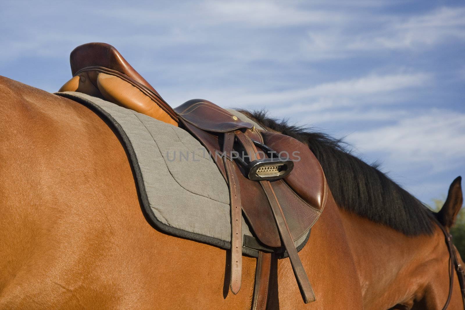 English style saddle on a bay horse, dusty after jumping training, shot against sky