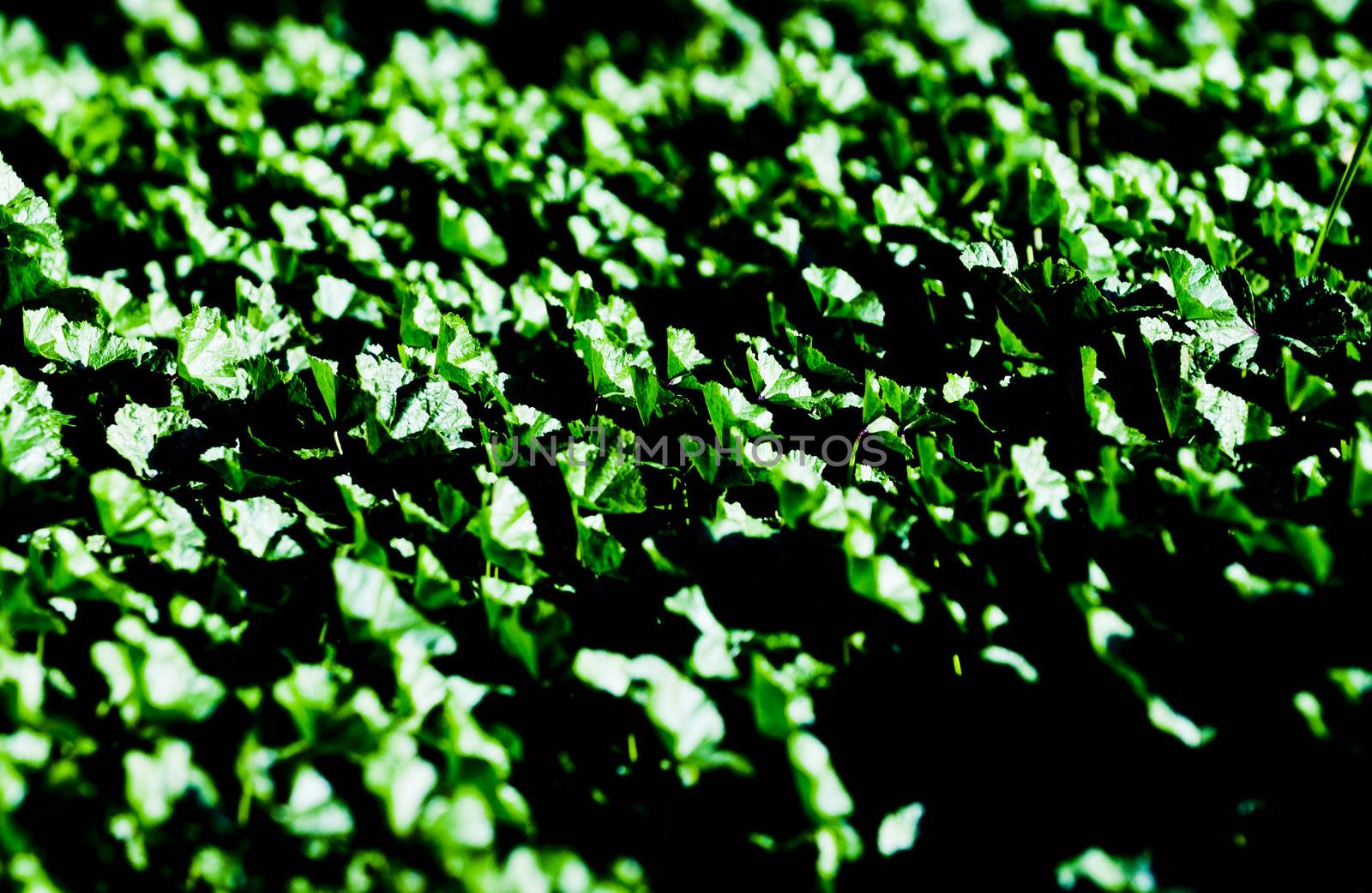 High contrast Green plants background
