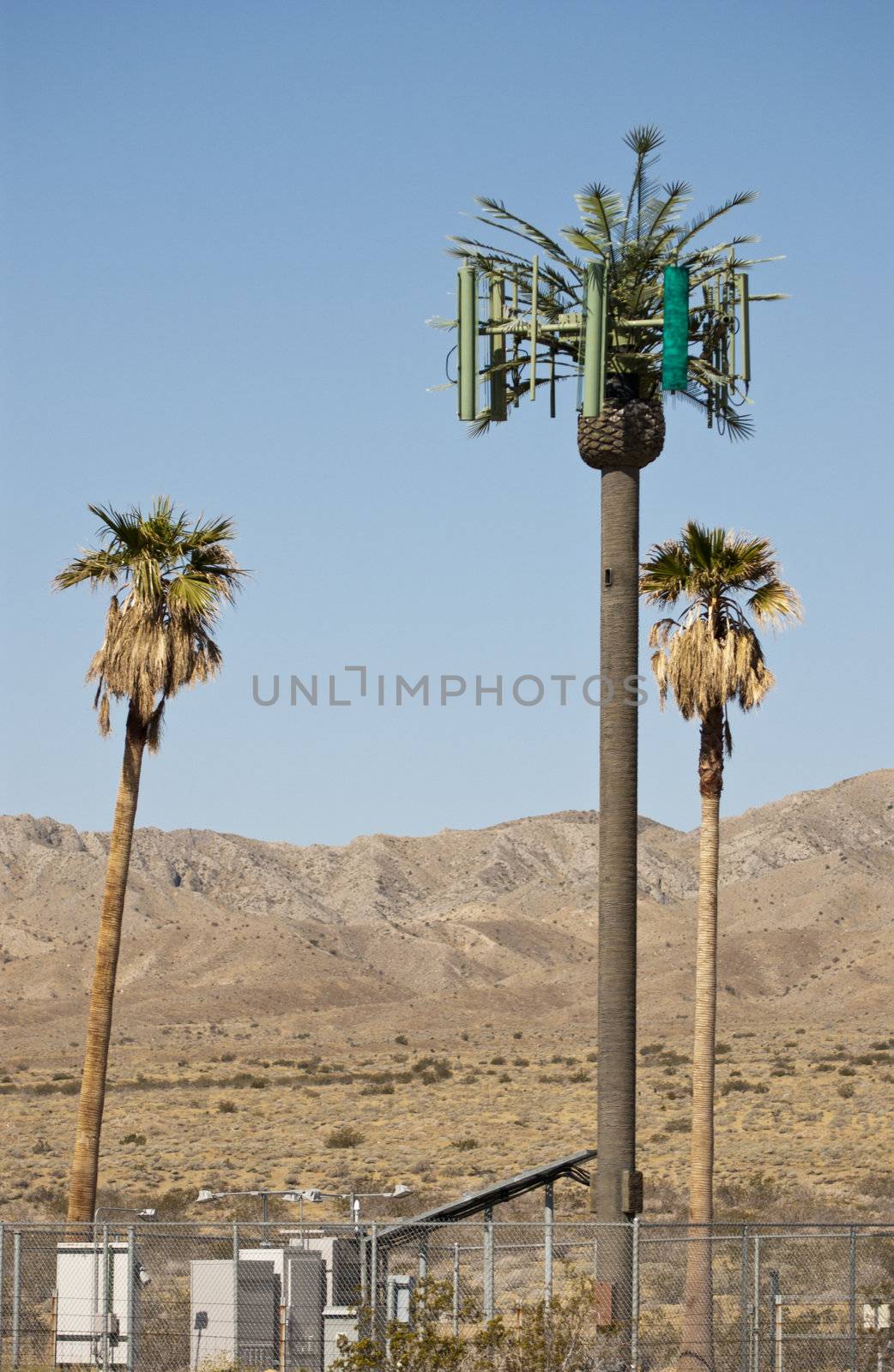 Cellular phone antenna towers disguised as a palm tree