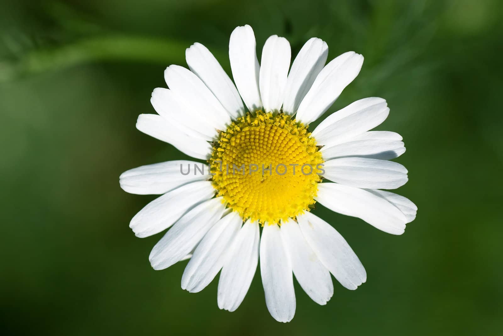 The front view of camomile on a green meadow.
