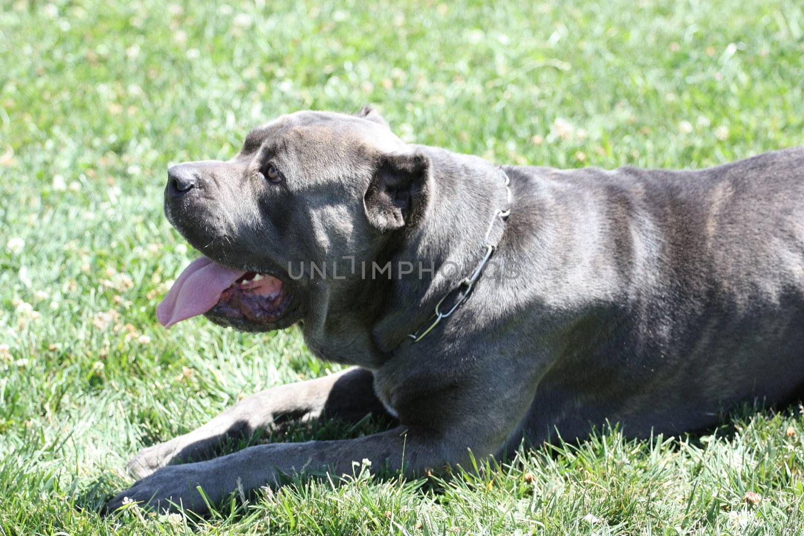 Close up of a Cane Corso dog.