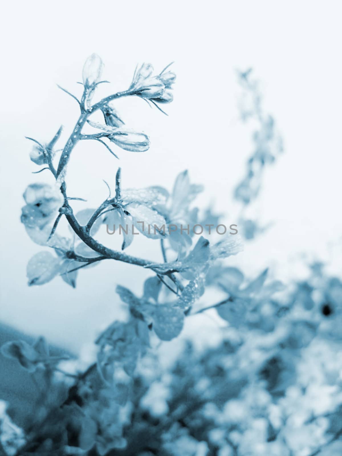 swirl of field flowers, blue toned