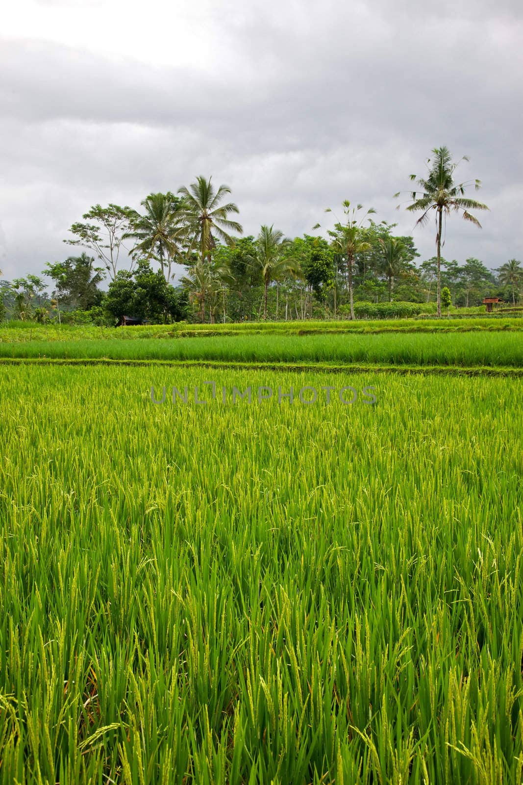 A rice paddy in the Central Highlands of the island of Bali, Indonesia.