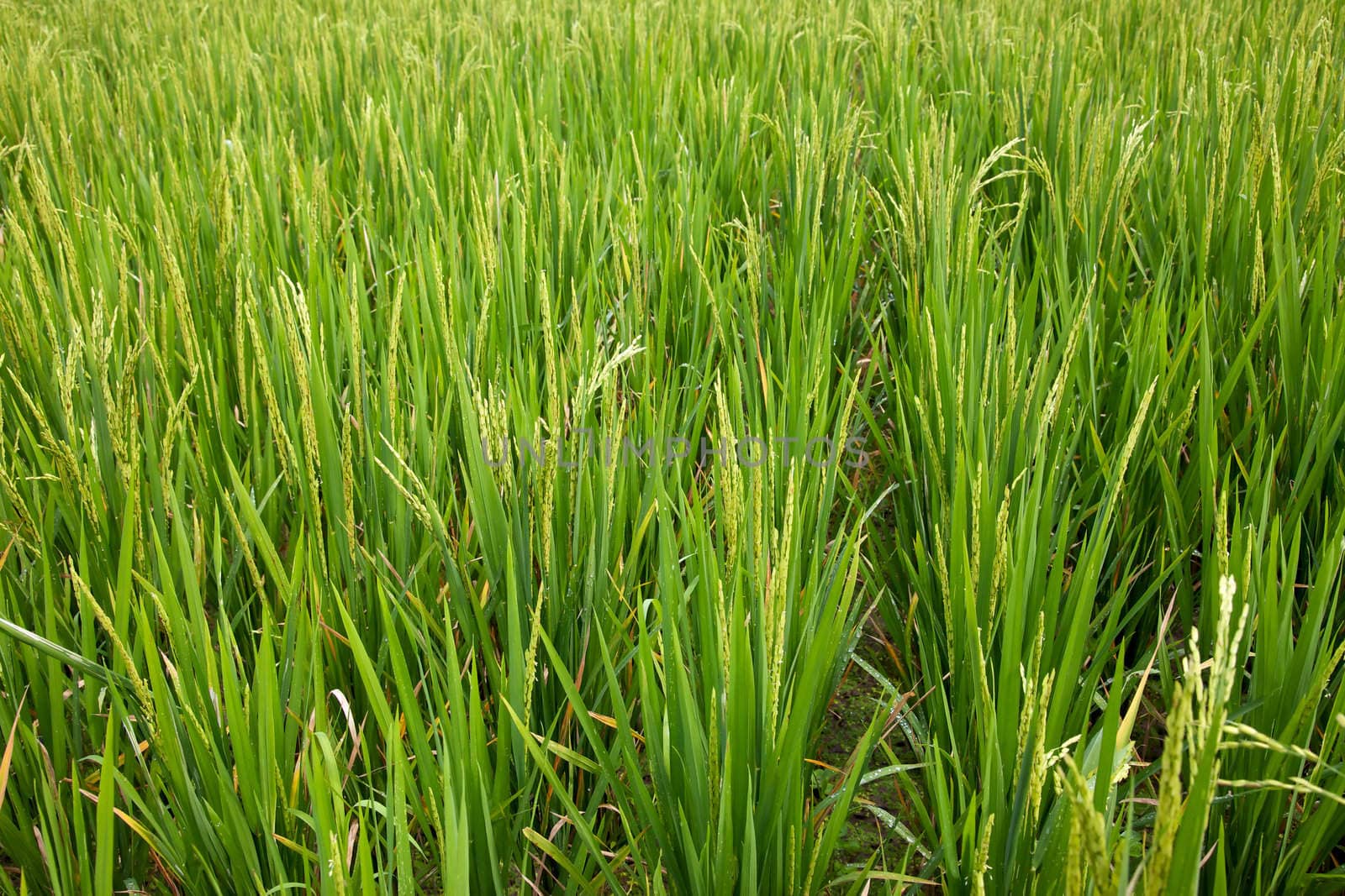 Rice growing in a paddy in the Central Highlands of the island of Bali, Indonesia.