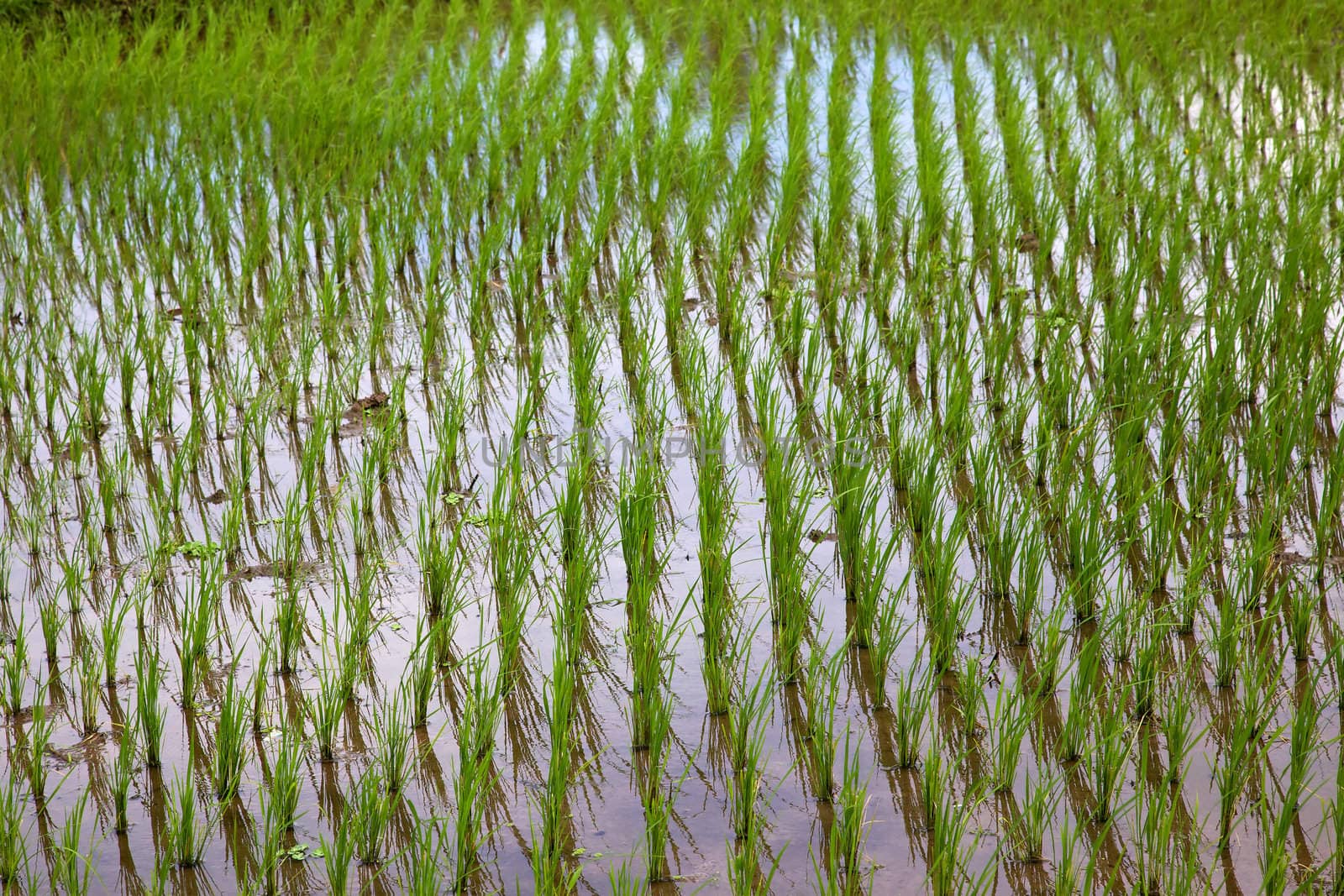 Rice growing in a paddy in the Central Highlands of the island of Bali, Indonesia.