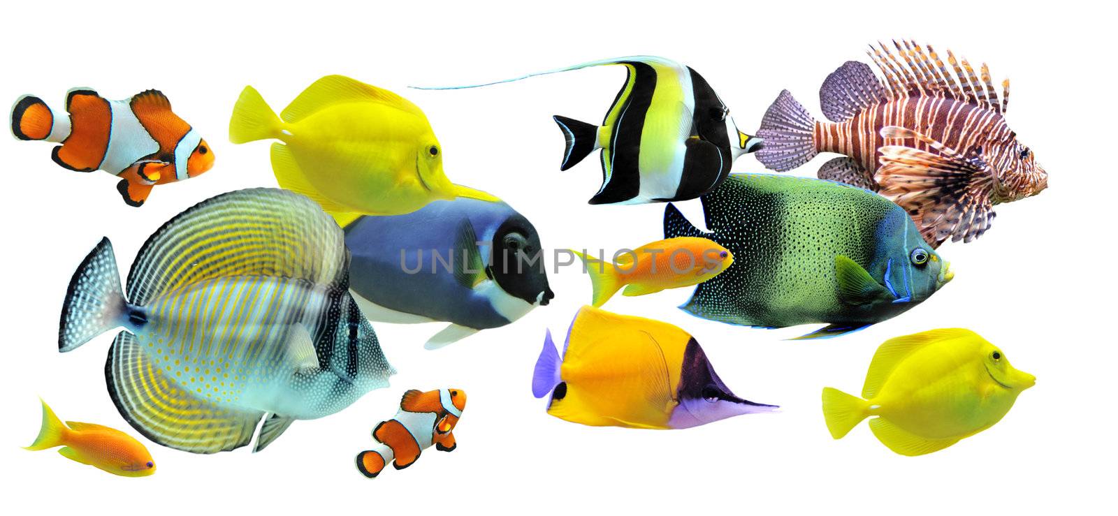 group of fishes by cynoclub