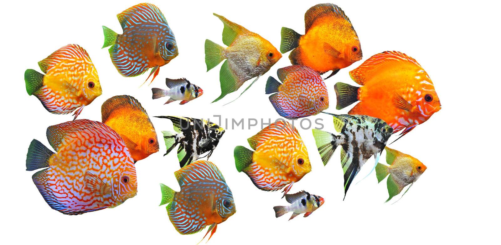 group of fishes by cynoclub