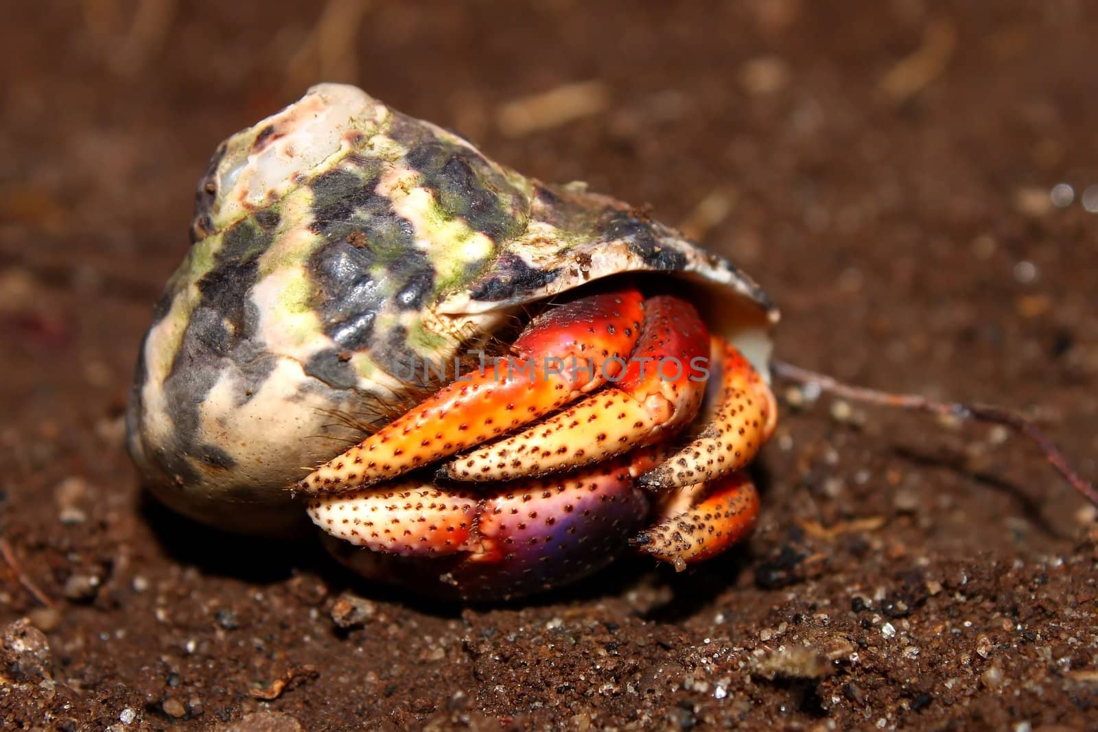 A Hermit Crab hides in a shell on Saint Kitts.