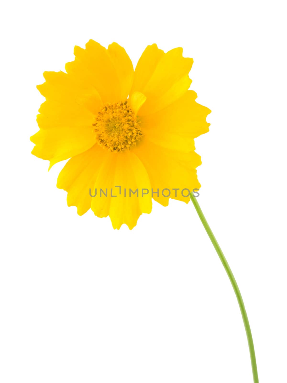 A bright yellow coreposic isolated on white