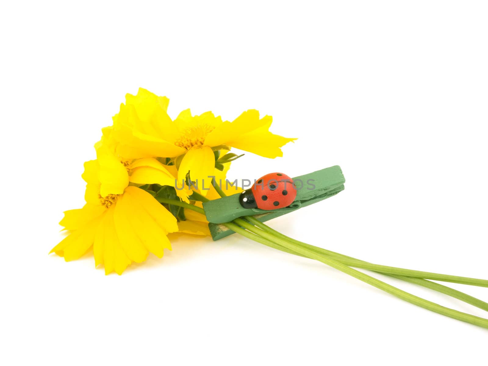 Summer bouquet on white background