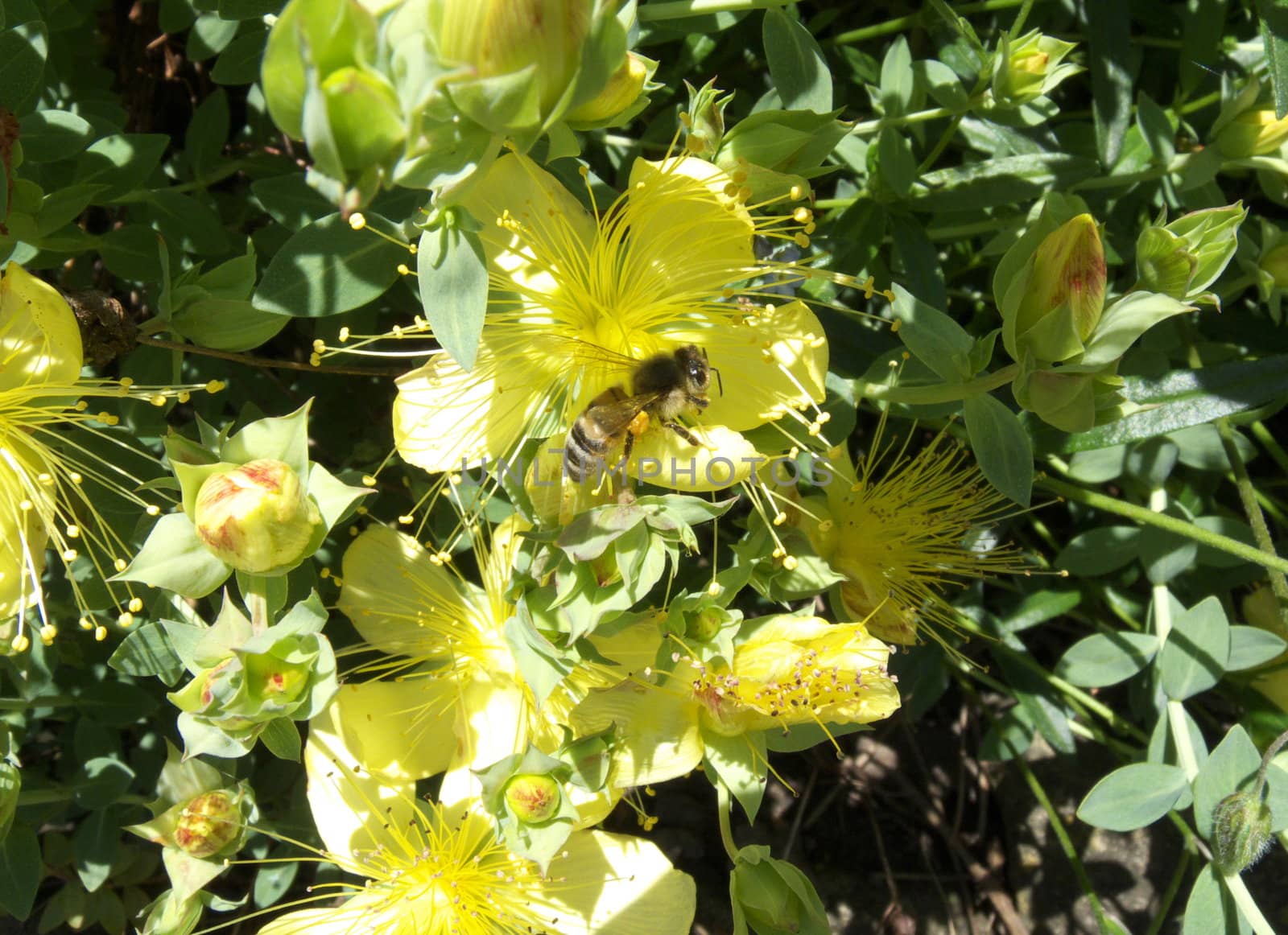 honey bee and hypericum