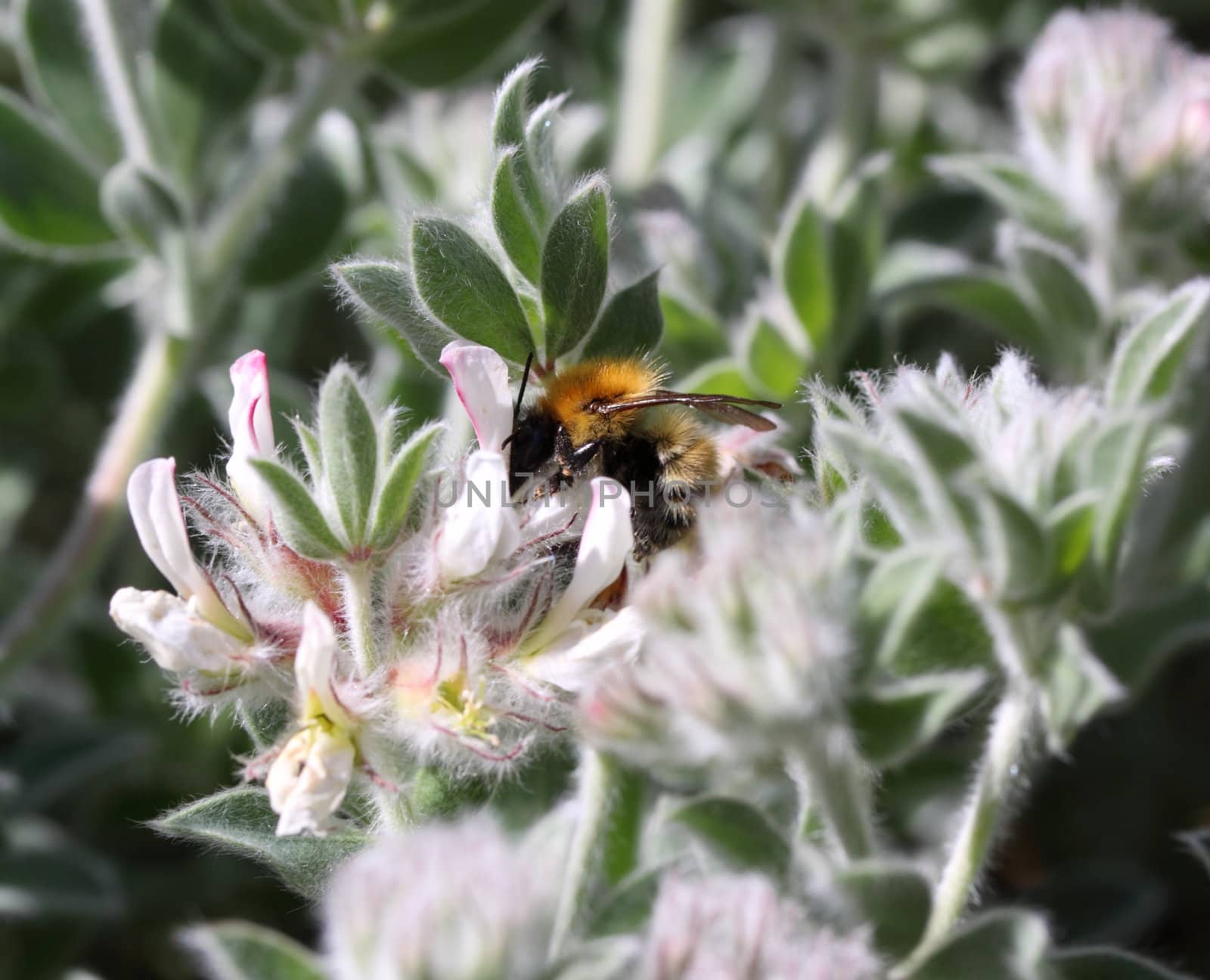 honey bee collecting pollen